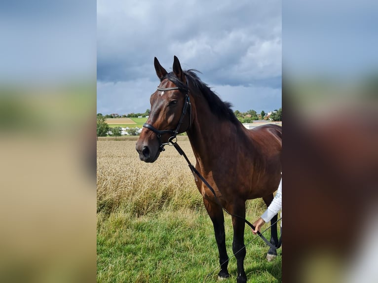 Warmblood polaco Caballo castrado 17 años in Holzgerlingen