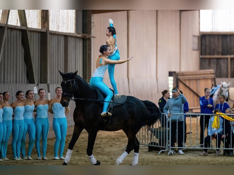 Warmblood polaco Caballo castrado 17 años in Holzgerlingen