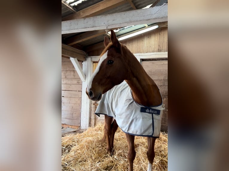 Warmblood polaco Caballo castrado 18 años 170 cm Alazán in Obernburg am Main