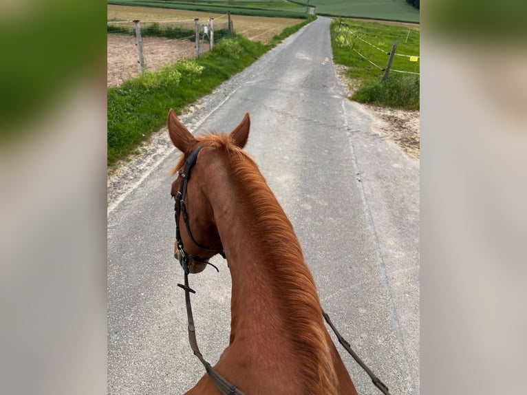 Warmblood polaco Caballo castrado 18 años 170 cm Alazán in Obernburg am Main