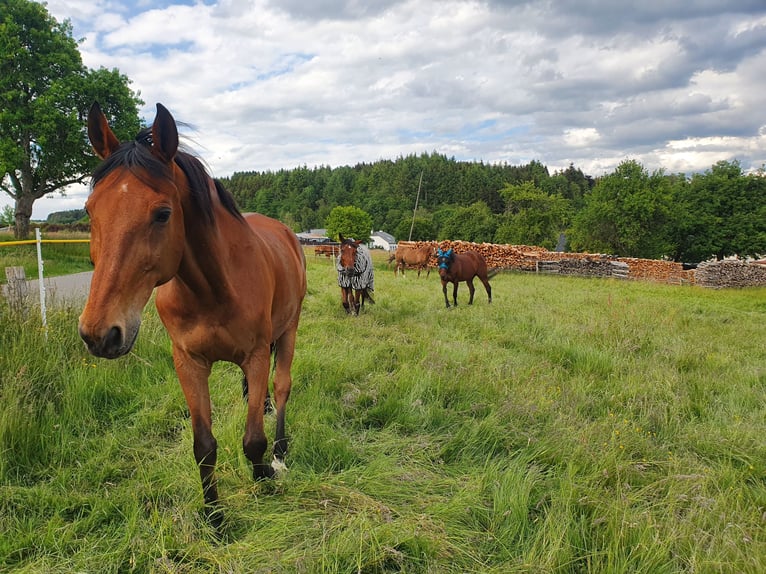 Warmblood polaco Caballo castrado 18 años 170 cm Castaño in Neidenbach