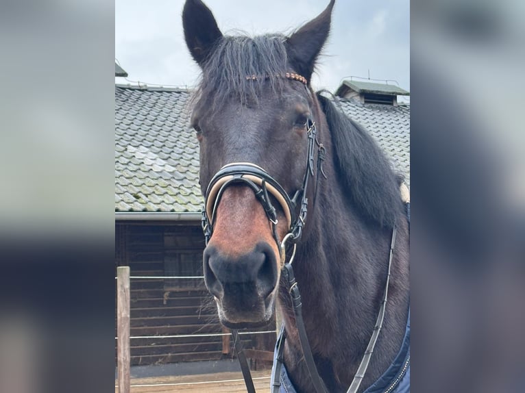 Warmblood polaco Caballo castrado 18 años 170 cm Castaño oscuro in Versmold