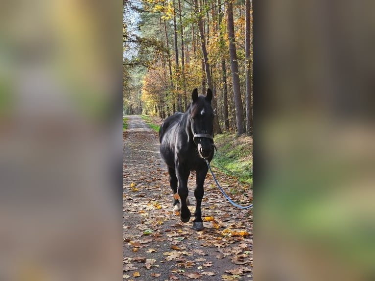 Warmblood polaco Caballo castrado 20 años 160 cm Negro in Steinberg am See