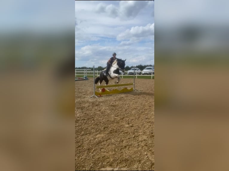 Warmblood polaco Caballo castrado 22 años 162 cm Pío in Neuried