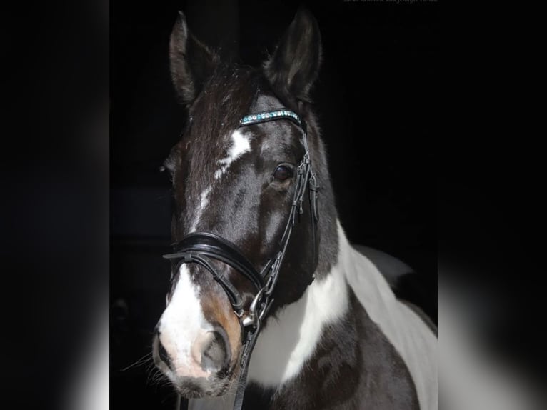 Warmblood polaco Caballo castrado 23 años 162 cm Pío in Neuried