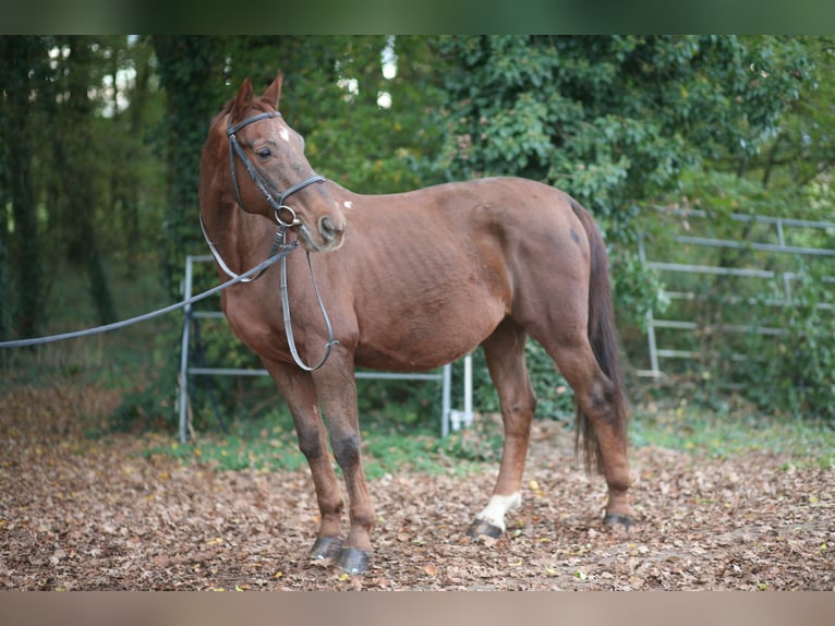 Warmblood polaco Caballo castrado 23 años 165 cm Alazán-tostado in Achern