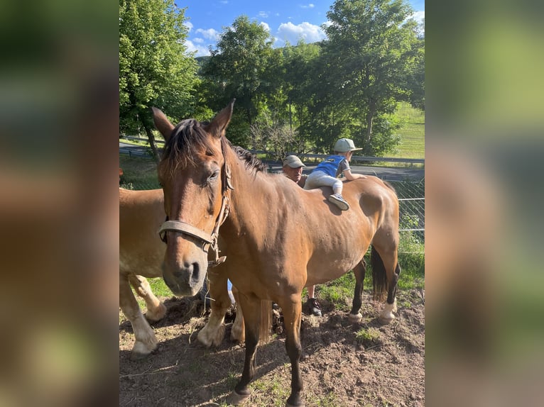 Warmblood polaco Caballo castrado 28 años 167 cm Castaño in Pfaffschwende