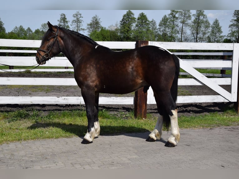 Warmblood polaco Mestizo Caballo castrado 2 años 165 cm Pío in Chełmno