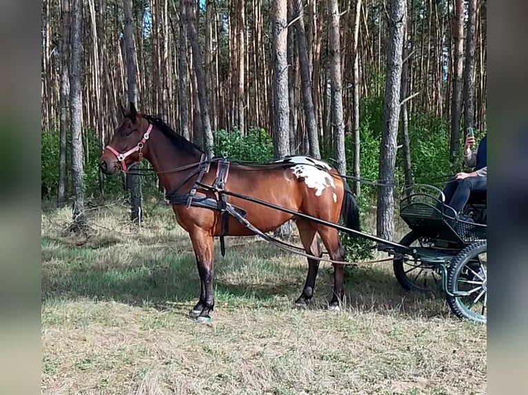 Warmblood polaco Caballo castrado 3 años 159 cm Atigrado/Moteado in Krajenka