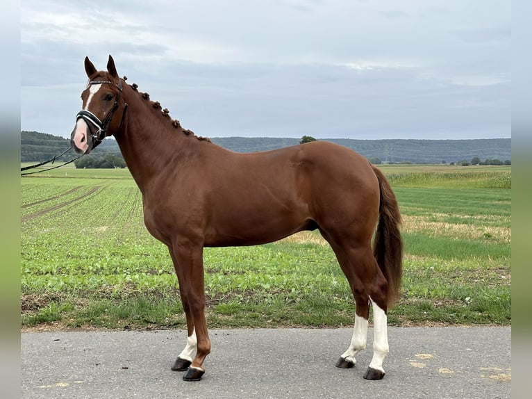 Warmblood polaco Caballo castrado 3 años 162 cm Alazán in Riedlingen