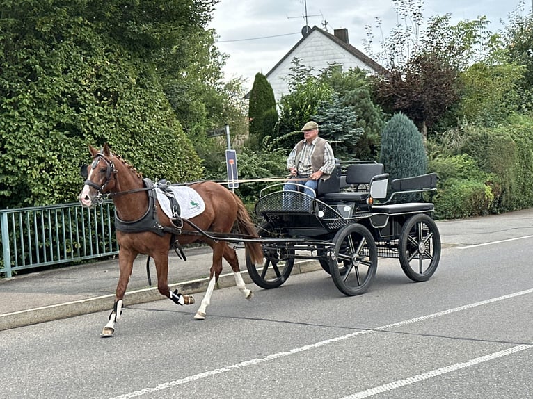 Warmblood polaco Caballo castrado 3 años 162 cm Alazán in Riedlingen