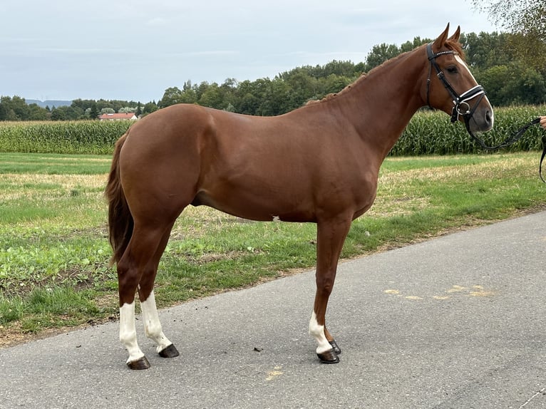 Warmblood polaco Caballo castrado 3 años 162 cm Alazán in Riedlingen