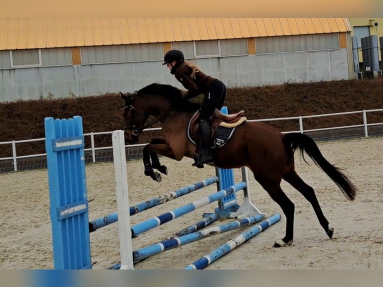 Warmblood polaco Caballo castrado 3 años 162 cm Castaño in Forst