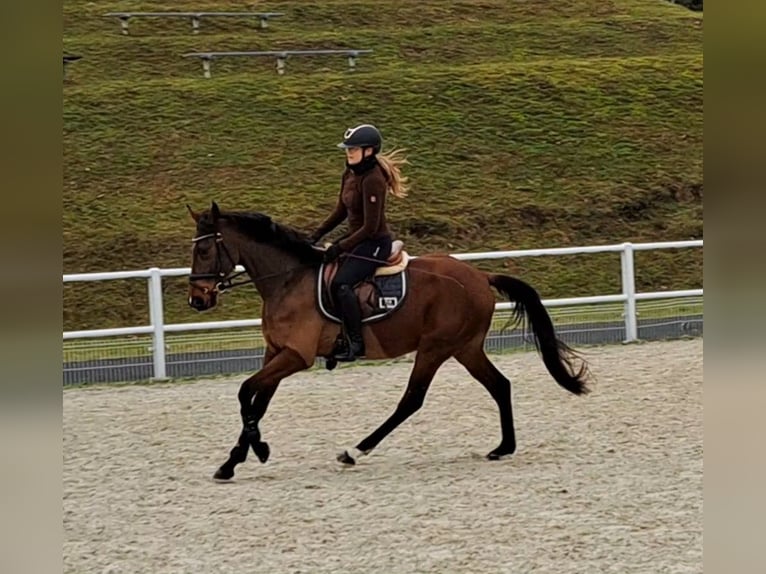 Warmblood polaco Caballo castrado 3 años 162 cm Castaño in Forst