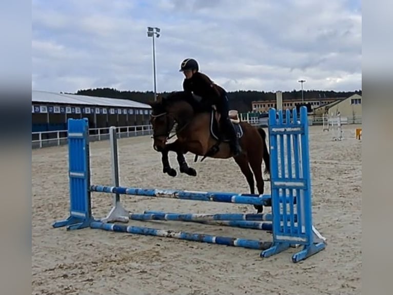 Warmblood polaco Caballo castrado 3 años 162 cm Castaño in Forst