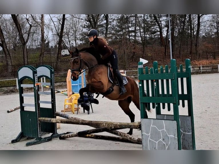 Warmblood polaco Caballo castrado 3 años 162 cm Castaño in Forst