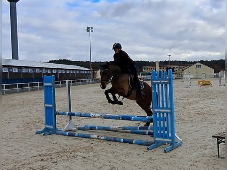 Warmblood polaco Caballo castrado 3 años 162 cm Castaño in Forst