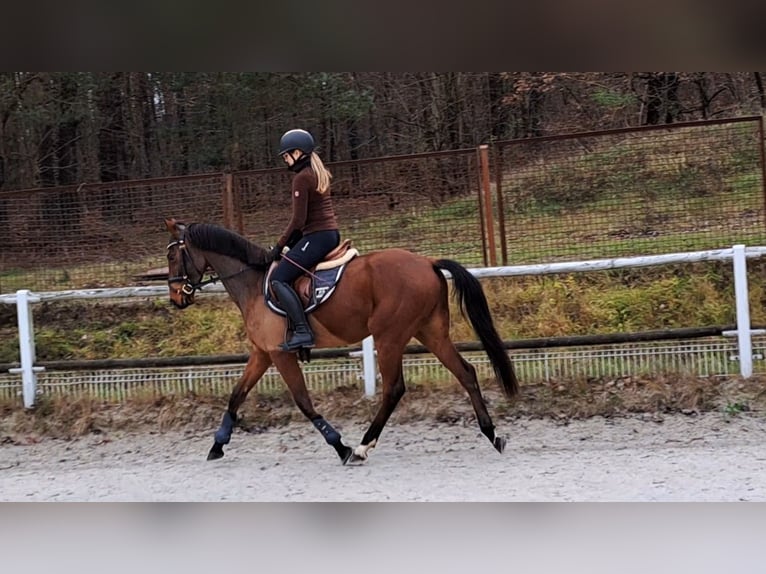 Warmblood polaco Caballo castrado 3 años 162 cm Castaño in Forst