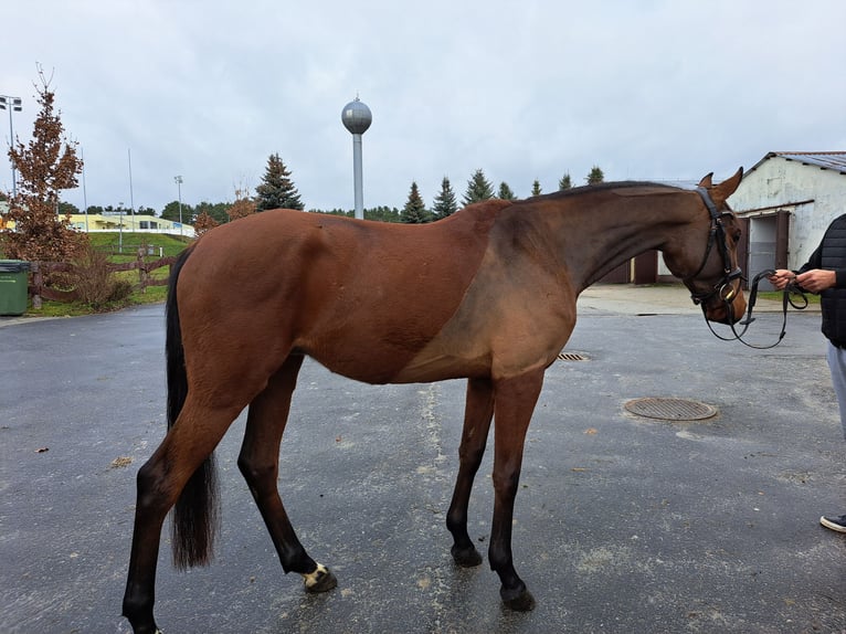 Warmblood polaco Caballo castrado 3 años 162 cm Castaño in Forst