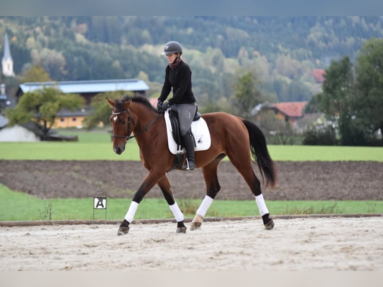 Warmblood polaco Caballo castrado 3 años 163 cm Castaño in St. Marein bei Graz