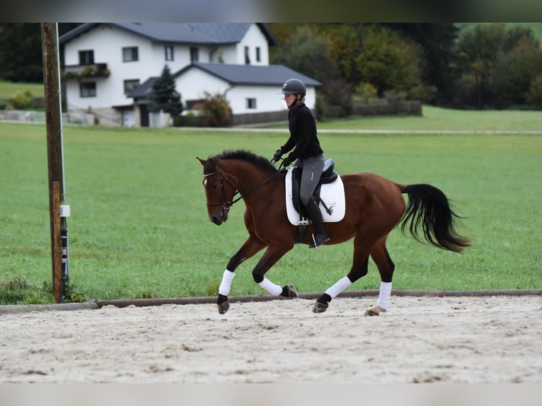 Warmblood polaco Caballo castrado 3 años 163 cm Castaño in St. Marein bei Graz