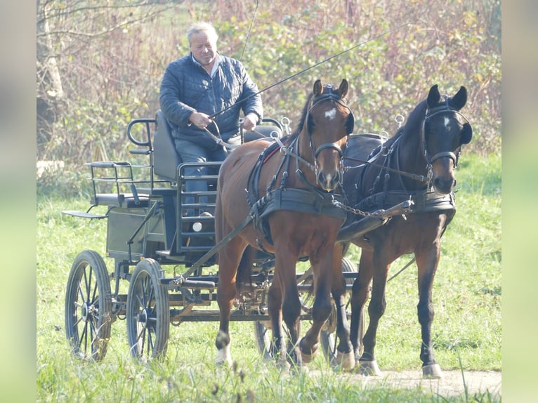 Warmblood polaco Caballo castrado 3 años 163 cm Castaño in St. Marein bei Graz