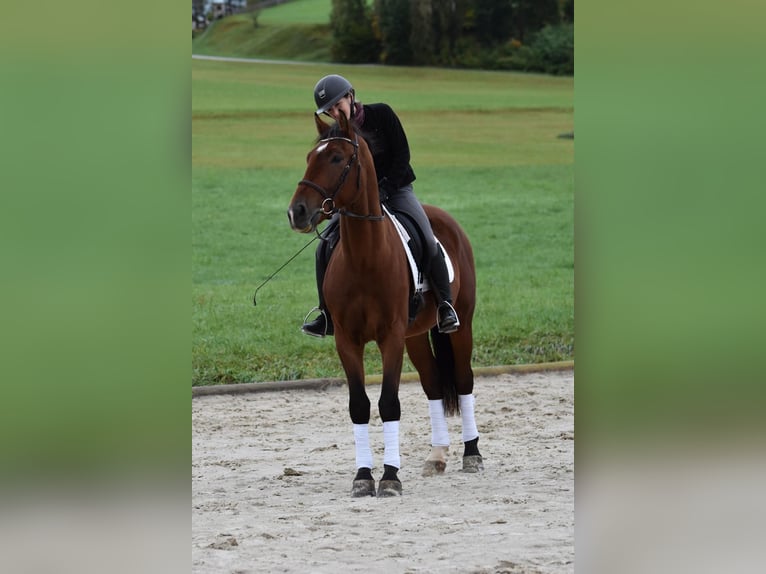 Warmblood polaco Caballo castrado 3 años 163 cm Castaño in St. Marein bei Graz