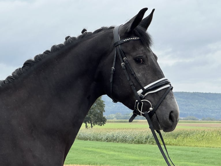 Warmblood polaco Caballo castrado 3 años 165 cm Tordillo negro in Riedlingen