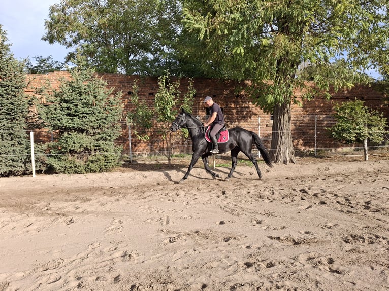 Warmblood polaco Caballo castrado 3 años 166 cm in Gółkowo