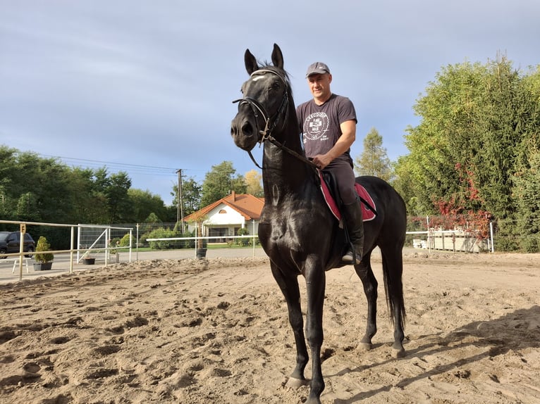 Warmblood polaco Caballo castrado 3 años 166 cm in Gółkowo