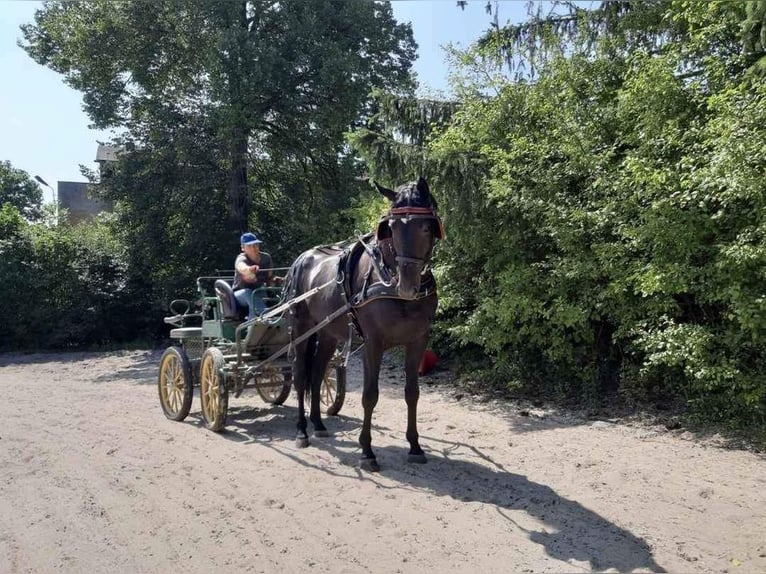 Warmblood polaco Caballo castrado 3 años 166 cm in Gółkowo