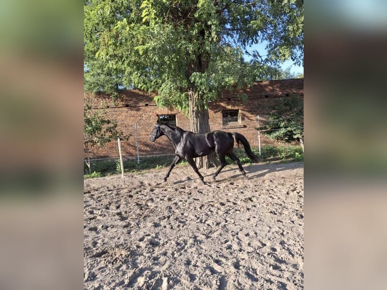 Warmblood polaco Caballo castrado 3 años 166 cm in Gółkowo