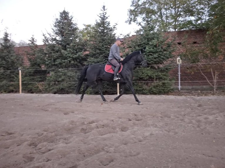 Warmblood polaco Caballo castrado 3 años 166 cm in Gółkowo