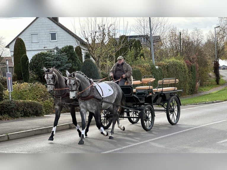 Warmblood polaco Caballo castrado 3 años 167 cm Tordo in Riedlingen