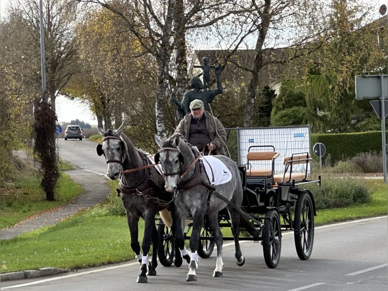 Warmblood polaco Caballo castrado 3 años 167 cm Tordo in Riedlingen