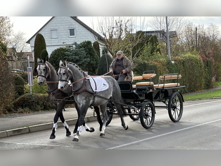 Warmblood polaco Caballo castrado 3 años 167 cm Tordo in Riedlingen