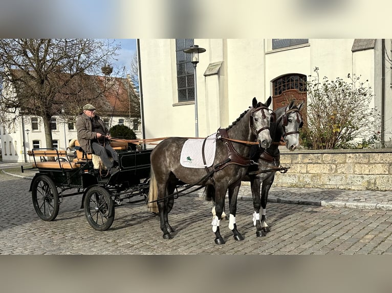 Warmblood polaco Caballo castrado 3 años 167 cm Tordo in Riedlingen