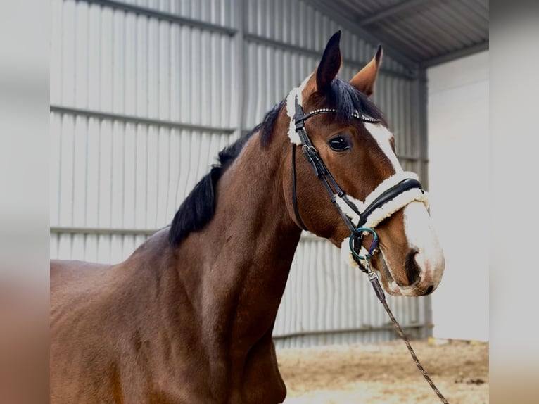 Warmblood polaco Caballo castrado 3 años 174 cm Castaño rojizo in Jastrzębie-Zdrój