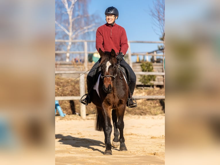 Warmblood polaco Caballo castrado 4 años 144 cm Castaño in Lutomia Górna