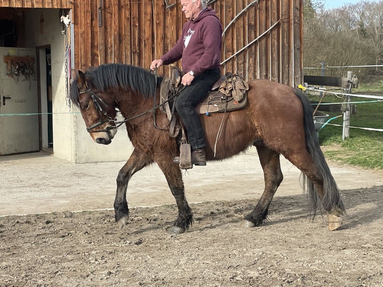Warmblood polaco Caballo castrado 4 años 155 cm Castaño oscuro in Fuchstal