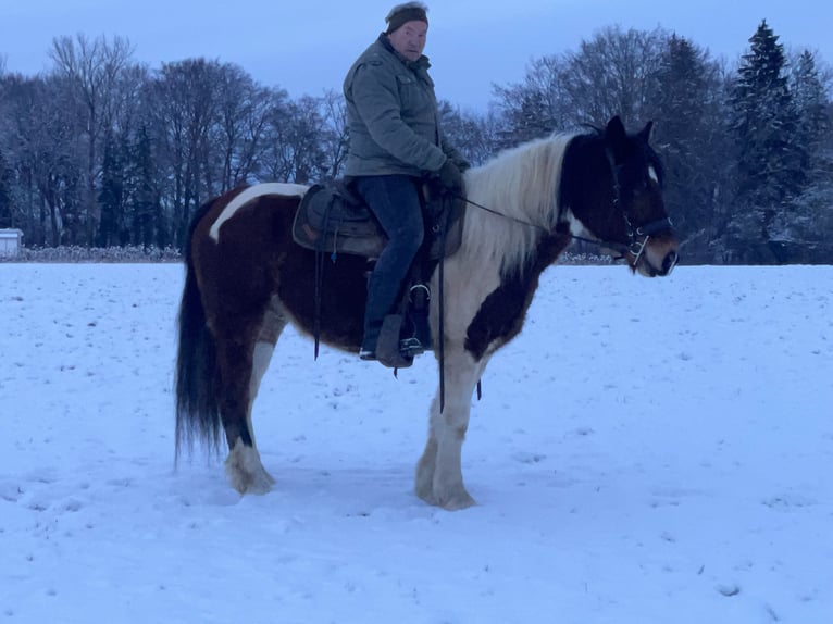 Warmblood polaco Caballo castrado 4 años 155 cm Tobiano-todas las-capas in Fuchstal