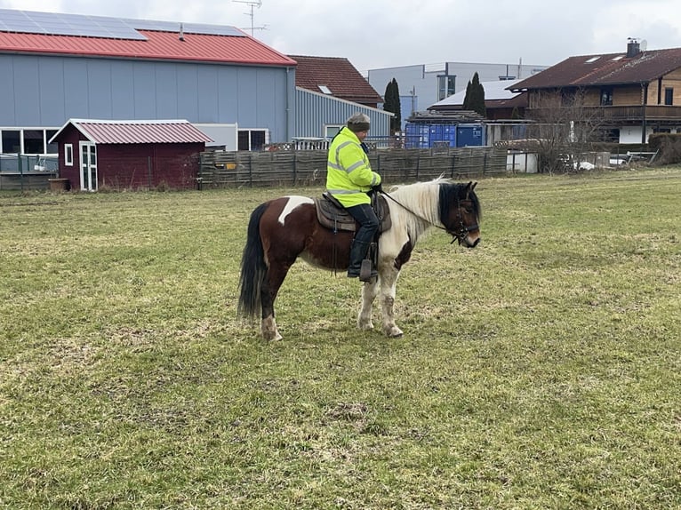 Warmblood polaco Caballo castrado 4 años 155 cm Tobiano-todas las-capas in Fuchstal