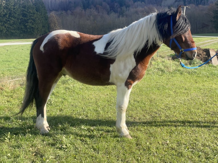 Warmblood polaco Caballo castrado 4 años 155 cm Tobiano-todas las-capas in Fuchstal