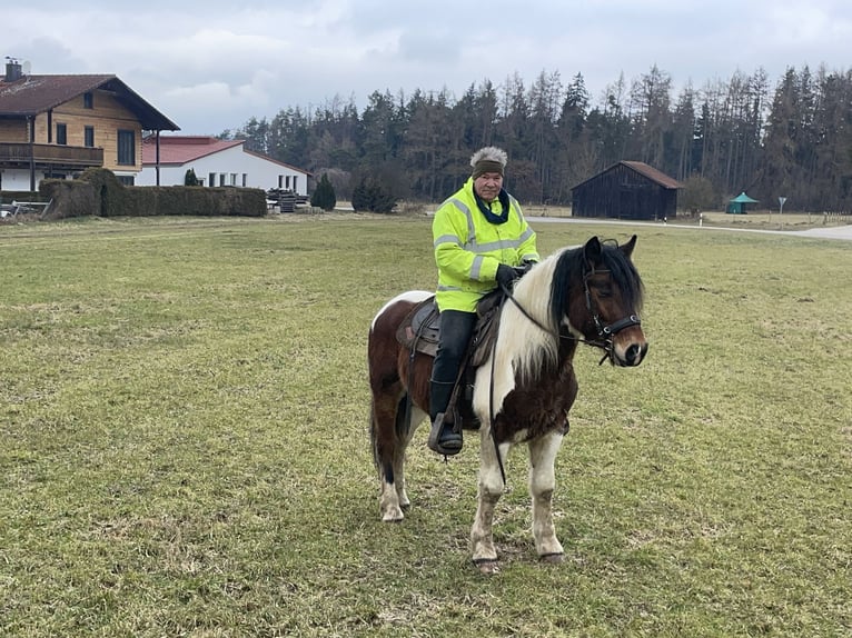 Warmblood polaco Caballo castrado 4 años 155 cm Tobiano-todas las-capas in Fuchstal