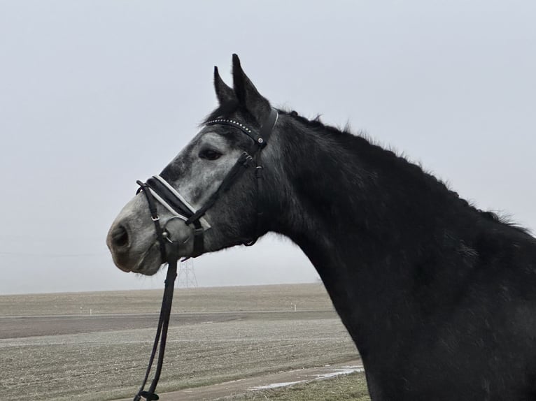 Warmblood polaco Caballo castrado 4 años 157 cm Tordillo negro in Riedlingen