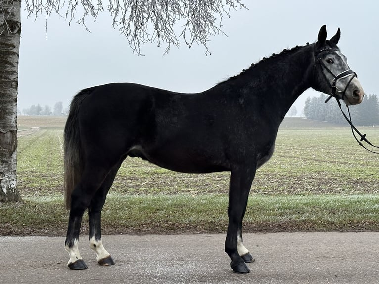 Warmblood polaco Caballo castrado 4 años 157 cm Tordillo negro in Riedlingen