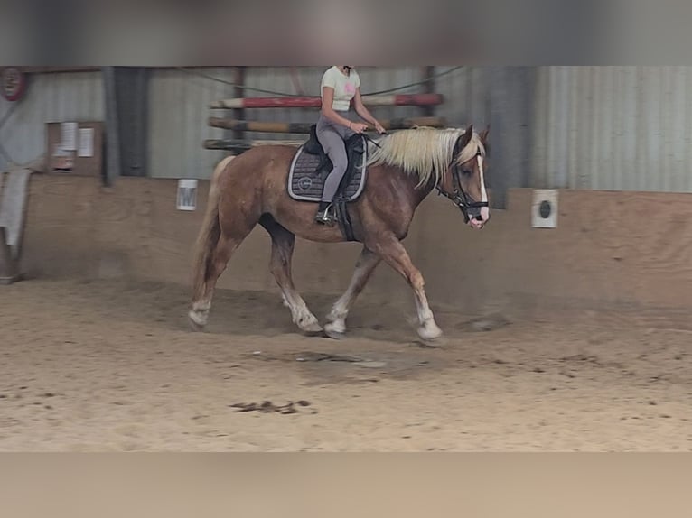 Warmblood polaco Mestizo Caballo castrado 4 años 158 cm Alazán in Mülheim an der Ruhr