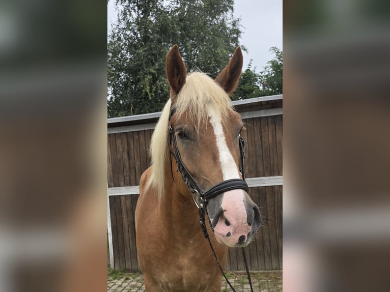 Warmblood polaco Mestizo Caballo castrado 4 años 158 cm Alazán in Mülheim an der Ruhr