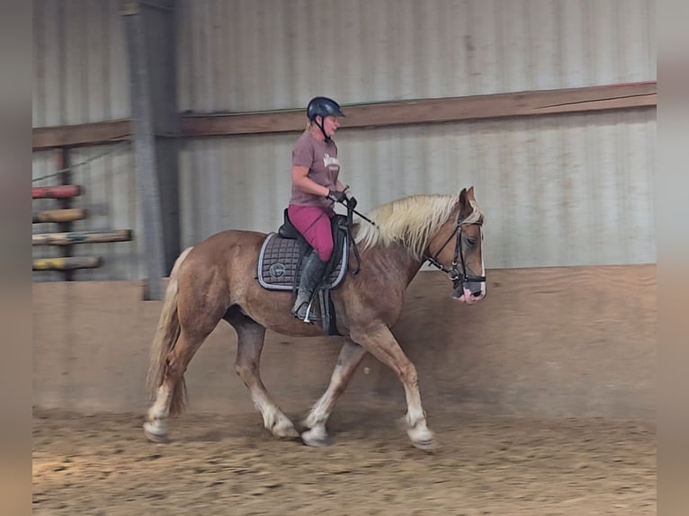 Warmblood polaco Mestizo Caballo castrado 4 años 158 cm Alazán in Mülheim an der Ruhr