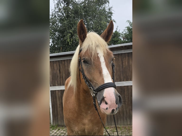 Warmblood polaco Mestizo Caballo castrado 4 años 158 cm Alazán in Mülheim an der Ruhr